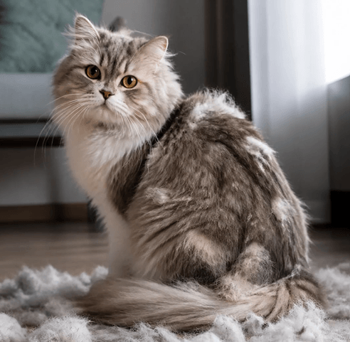 Pets image